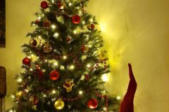 kerstboom-scaled